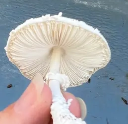 Gills view